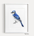 Blue Jay Bird Art Print