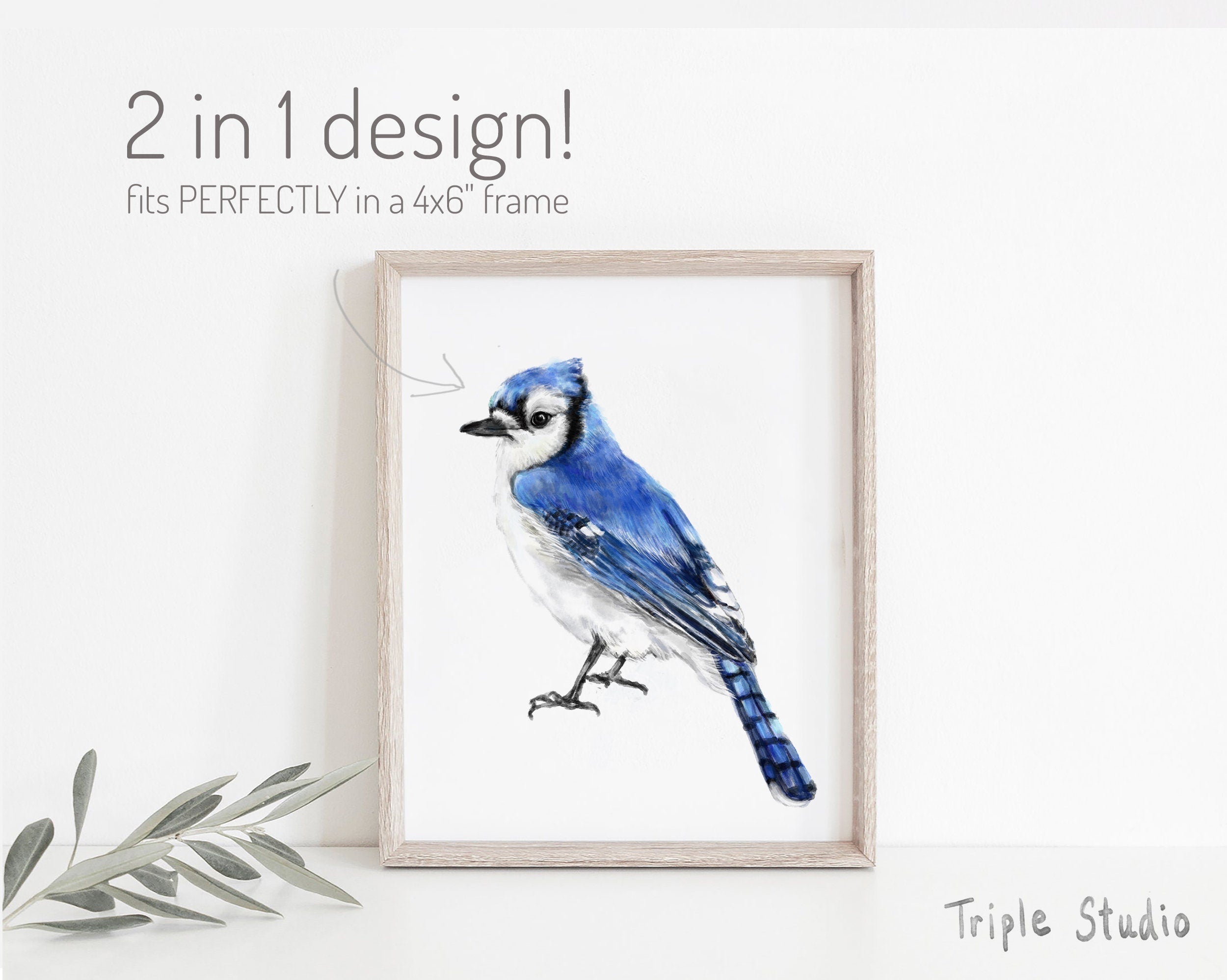 Blue Jay Bird Card