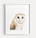 Barn Owl Art Print