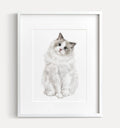 Ragdoll Cat Art Print