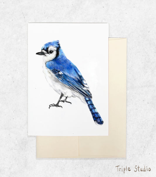 Blue Jay Bird Card