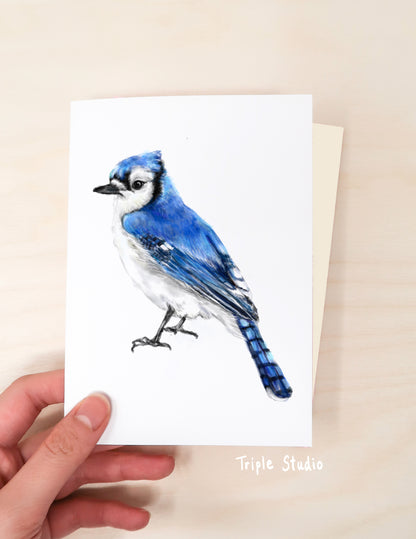 Blue Jay Bird Card
