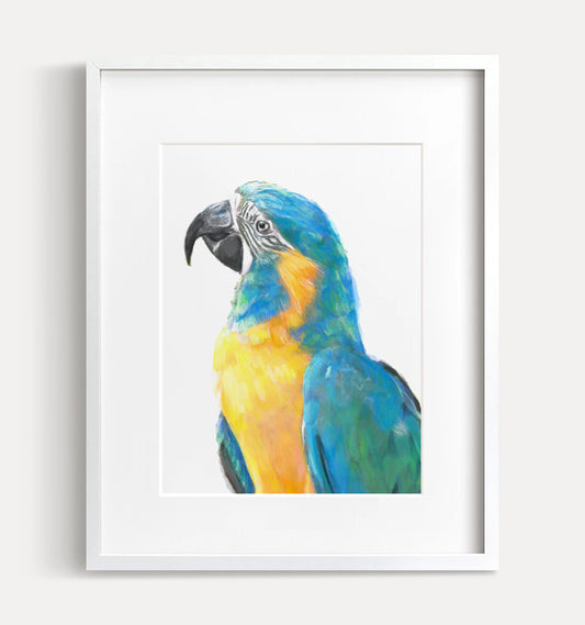 Blue Throated Macaw Bird Art Print
