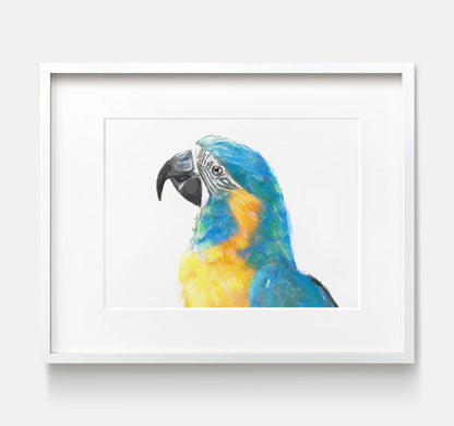 Blue Throated Macaw Bird Art Print